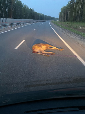 В Ивановском районе у поворота на Ломы погиб лосенок